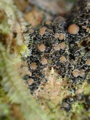 Protopannaria
