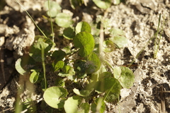 Centella cordifolia