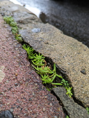 Sedum mexicanum