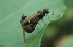 Calliopum simillimum