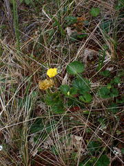 Geum calthifolium