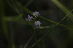 Glycine clandestina