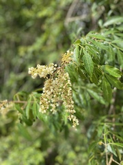 Paullinia carpopodea