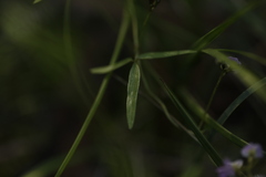 Glycine clandestina