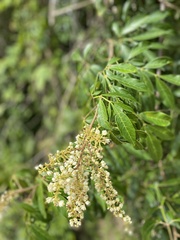 Paullinia carpopodea