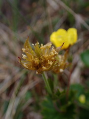 Geum calthifolium