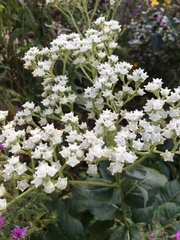 Parthenium integrifolium