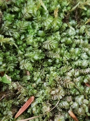 Plagiochila