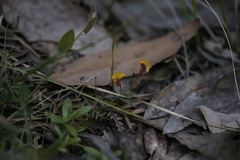 Bossiaea prostrata