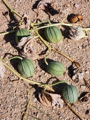 Apodanthera undulata