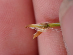 Trichophorum cespitosum