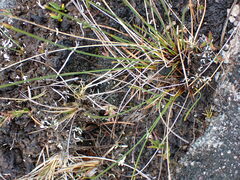 Trichophorum cespitosum