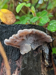 Auricularia mesenterica