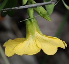 Oxalis frutescens