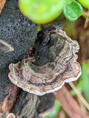 Auricularia mesenterica