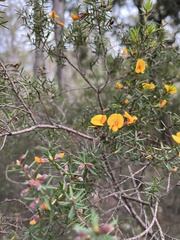 Pultenaea juniperina