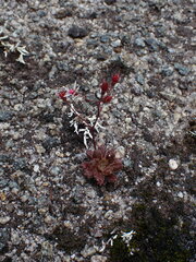 Micranthes ferruginea