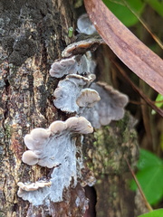Auricularia mesenterica
