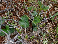 Geum calthifolium