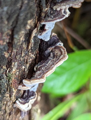 Auricularia mesenterica