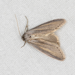 Prionopterina grammatistis