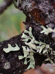 Hypotrachyna sinuosa