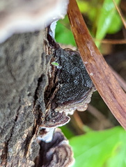 Auricularia mesenterica