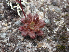 Micranthes ferruginea