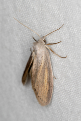 Prionopterina grammatistis