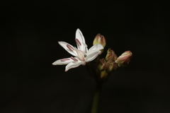 Burchardia umbellata
