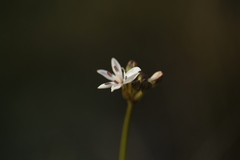 Burchardia umbellata