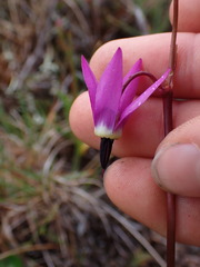 Primula pauciflora