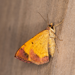 Chrysolarentia mecynata