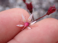 Micranthes ferruginea