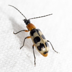 Paranapiacaba tricincta