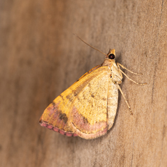 Chrysolarentia mecynata