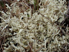 Cladonia uncialis