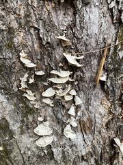 Trametes elegans