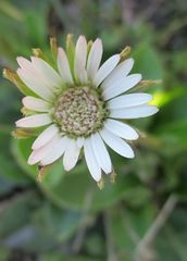 Gerbera piloselloides