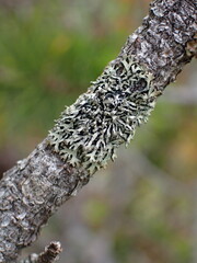 Hypogymnia hultenii