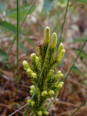 Dendrolycopodium dendroideum
