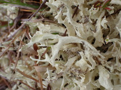 Cladonia uncialis