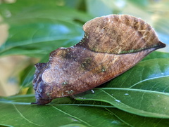 Eudocima aurantia