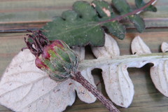 Haplocarpha lyrata