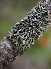 Hypogymnia hultenii