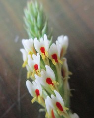 Hebenstretia integrifolia