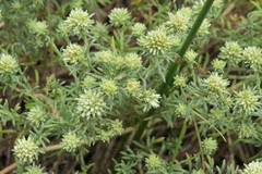 Helichrysum asperum comosum