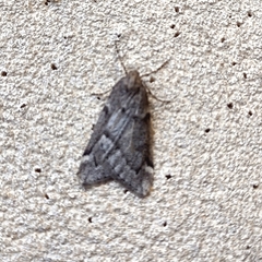 Alsophila pometaria