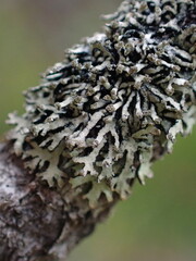 Hypogymnia hultenii