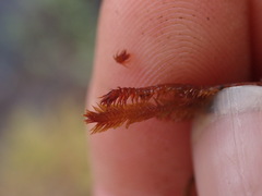 Herbertus aduncus